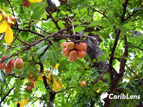 Jamaican Ackee also know as ankye tree with fruits bearing Ackee on ...