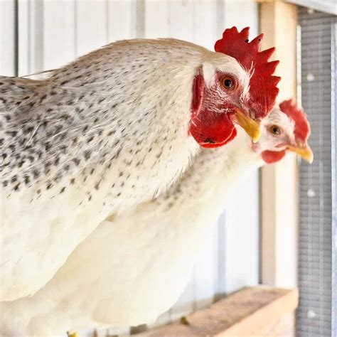 Delaware Chickens - Breed Profile, Facts and Care