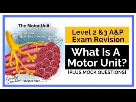 What is a Motor Unit? - YouTube