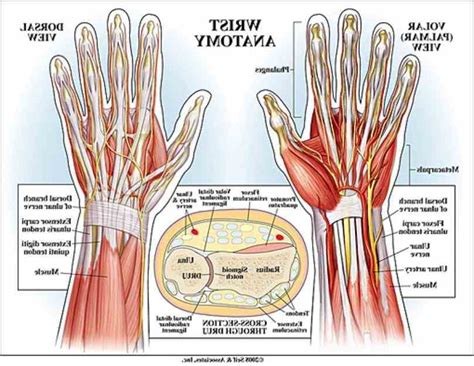 Anatomy Of The Human Wrist | MedicineBTG.com