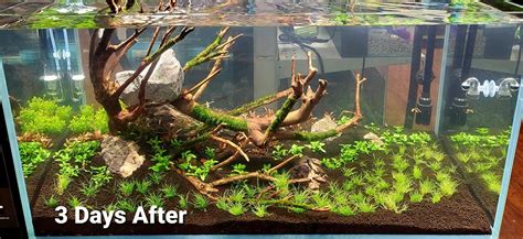 Beautiful Planted Setup at Premier... - Waterbox Aquariums