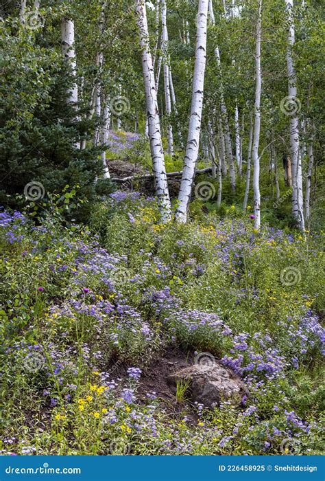 Aspen Trees Surrounded with Wildflower Meadow Stock Image - Image of ...