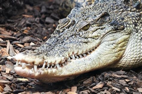 Saltwater Crocodile (Crocodylus Porosus) Stock Image - Image of relax, animal: 33483853