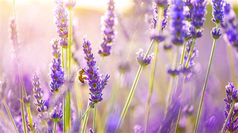 Flowers Lavender Wallpaper,HD Flowers Wallpapers,4k Wallpapers,Images,Backgrounds,Photos and ...