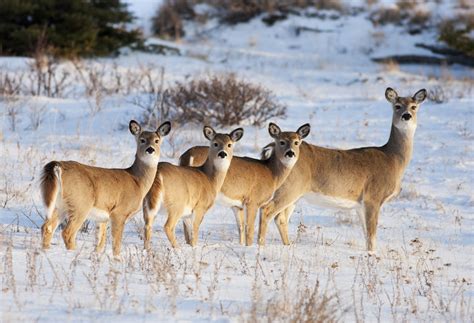 The beloved white-tailed deer | Forest Preserve District of Will County