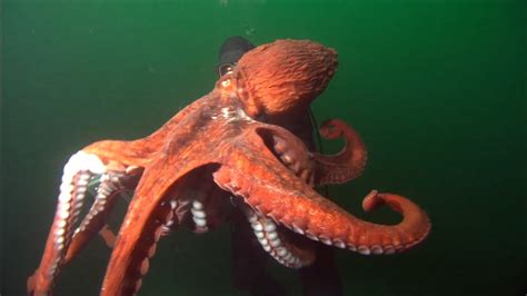 Understanding the Giant Pacific Octopus - Top Picks - NOAA Fisheries Video Gallery