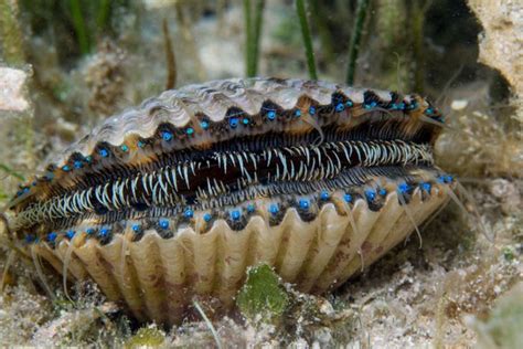 The eyes and teeth of a scallop : r/oddlyterrifying