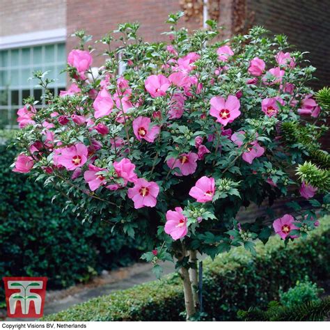 Hibiscus syriacus 'Woodbridge' plants | Thompson & Morgan