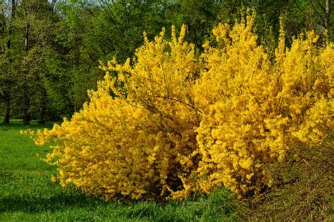 12 Versatile Yellow-Flowering Shrubs You'll Love For Bold Garden Colour ...