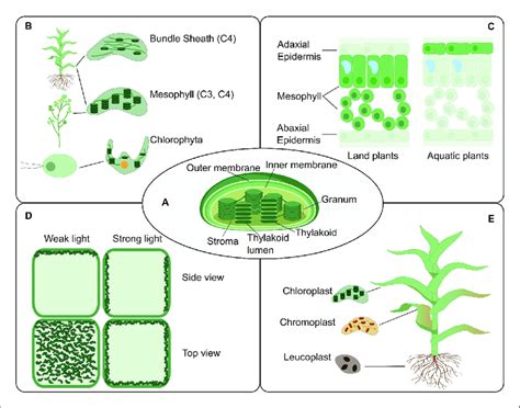 The chloroplast structure and function in connection to location. The... | Download Scientific ...