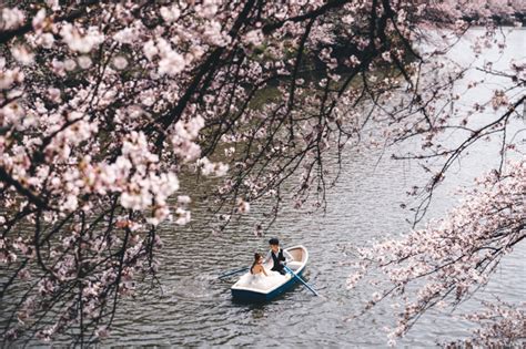 #BradMelWedding Cherry Blossoms Pre-Wedding Phootshoot In Tokyo