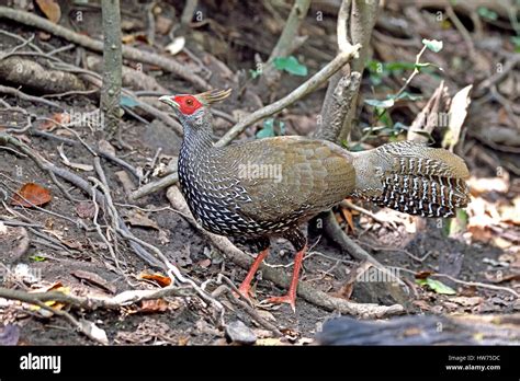 A female Kalij Pheasant (Lophura leucomelanos ssp crawfurdi) on the forest floor in Kaeng ...