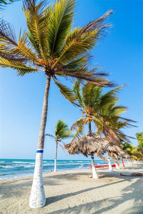 Beach and Palm Trees stock photo. Image of jungle, rainforest - 40110106