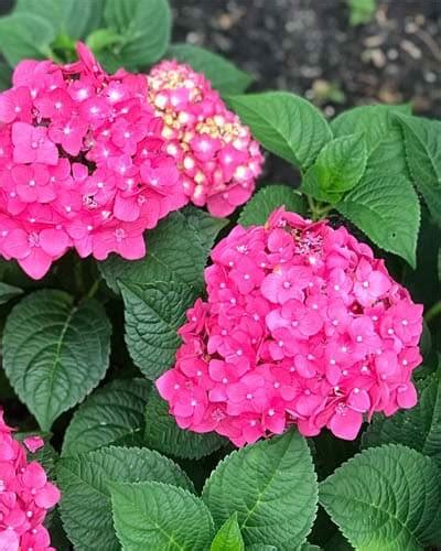 20 Dwarf Hydrangea Varieties For Small Spaces – World of Garden Plants