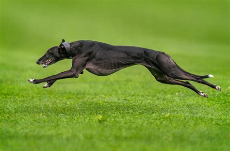 Top 5 Fastest Greyhounds in History World's Famous Running Dogs