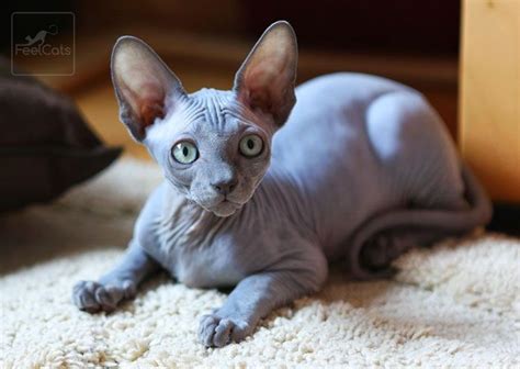 Sphynx, el gato Esfinge y sus curiosidades | FeelCats | Sphynx, Gatos, Gatos egipcios