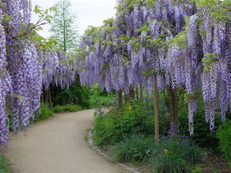 Japanischer Blauregen 'Blue Dream' - Wisteria floribunda 'Blue Dream' - Baumschule Horstmann