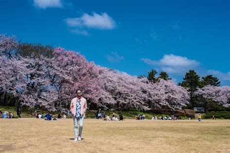 30 Pictures That Will Inspire You to See Japan's Cherry Blossoms