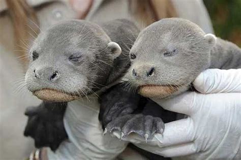 WizardofBaum: TWO GIANT SEA OTTER PUPS BORN IN FLORIDA