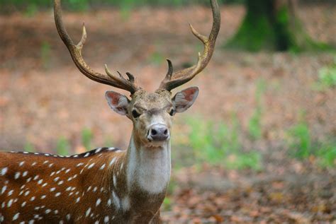 Indian Deer - Chital Free Photo Download | FreeImages