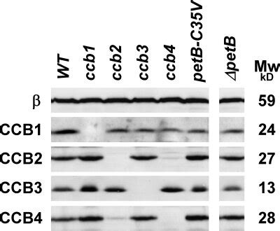 Immunodetection of CCBs in WT and mutant cells. ccb strains: nuclear ...