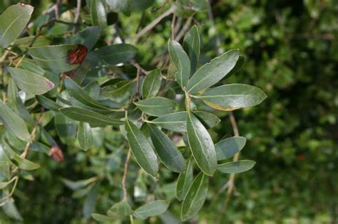 Broadleaf Evergreens for St. Louis Gardens