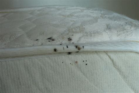 Bed Bug Prevention | Pest Control Blog – Orange County