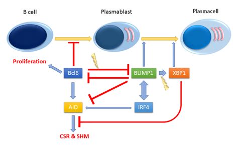 Signaling pathways towards plasmacell differentiation. At the early... | Download Scientific Diagram