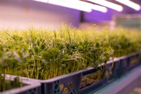 Five reasons plants love aeroponics - CHAP