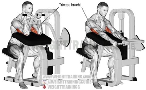 Pin on Exercices de musculation