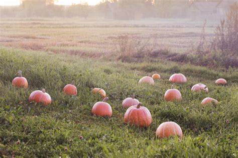 Field with Pumpkins at Sunset Stock Photo - Image of europe, beautiful ...