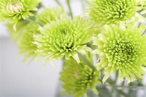 10 Green Flowers to Grow in Your Garden