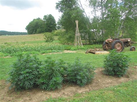 Hemp Farm