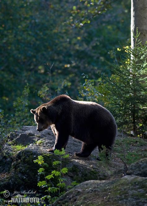 Ursus arctos Pictures, Brown Bear Images, Nature Wildlife Photos | NaturePhoto