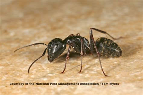 Ant Control 101: Identify Types of Ants In Houses