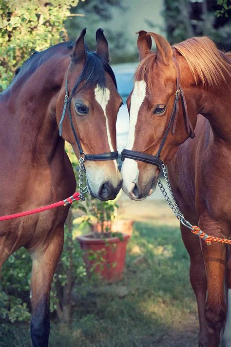 Marwari Horse — Full Profile, History, and Care