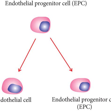 Difference between stem cells and progenitor cells. | Download Scientific Diagram