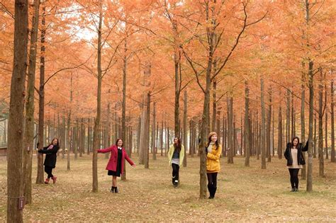 Seoul Nami Island Autumn Fall South Korea Family Portrait Photographer ...