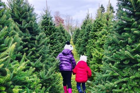 Cut Down Your Own Tree At These Christmas Tree Farms