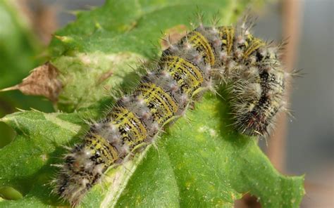 Soybean School: Painted lady caterpillar dines on thistle and soybeans ...