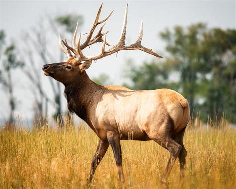 Bull Elk Montana Photograph by Matt Hammerstein