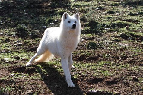 Alaskan Tundra Wolf, - Canis lupus tundrarum | An Alaskan Tu… | Flickr