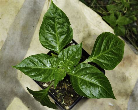 Capsicum chinense “Red Habanero” Pepper Seeds – NDG Botanicals