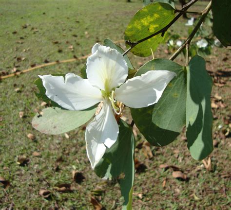 Flora of India: State Flowers of India