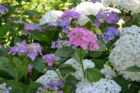 hydrangeas | Annabelle hydrangea, Perennial garden, Hydrangea