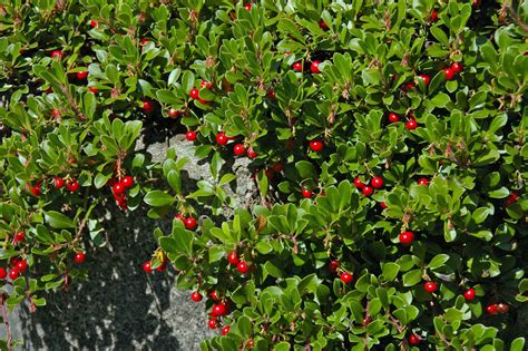 Arctostaphylos uva-ursi or kinnickinnick, Bearberry. Another great ground cover/ATTRACTS: Red ...