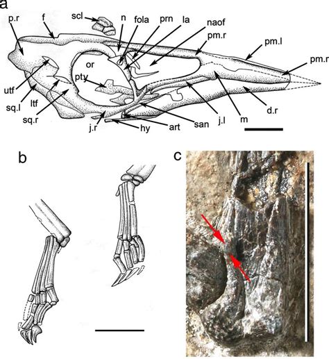 Nemicolopterus crypticus gen. et sp. nov. details of the skeleton. (a)... | Download Scientific ...