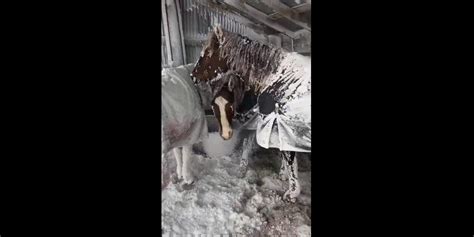 Horses covered in snow during blizzard | Latest Weather Clips | FOX Weather