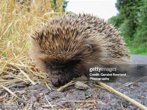 144 Hedgehog Face Stock Photos, High-Res Pictures, and Images - Getty Images