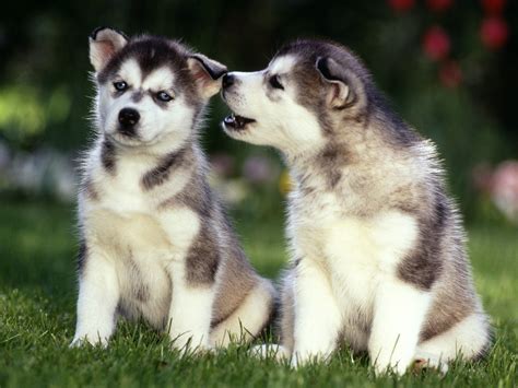 Adorable Husky Puppies - Wallpaper, High Definition, High Quality ...